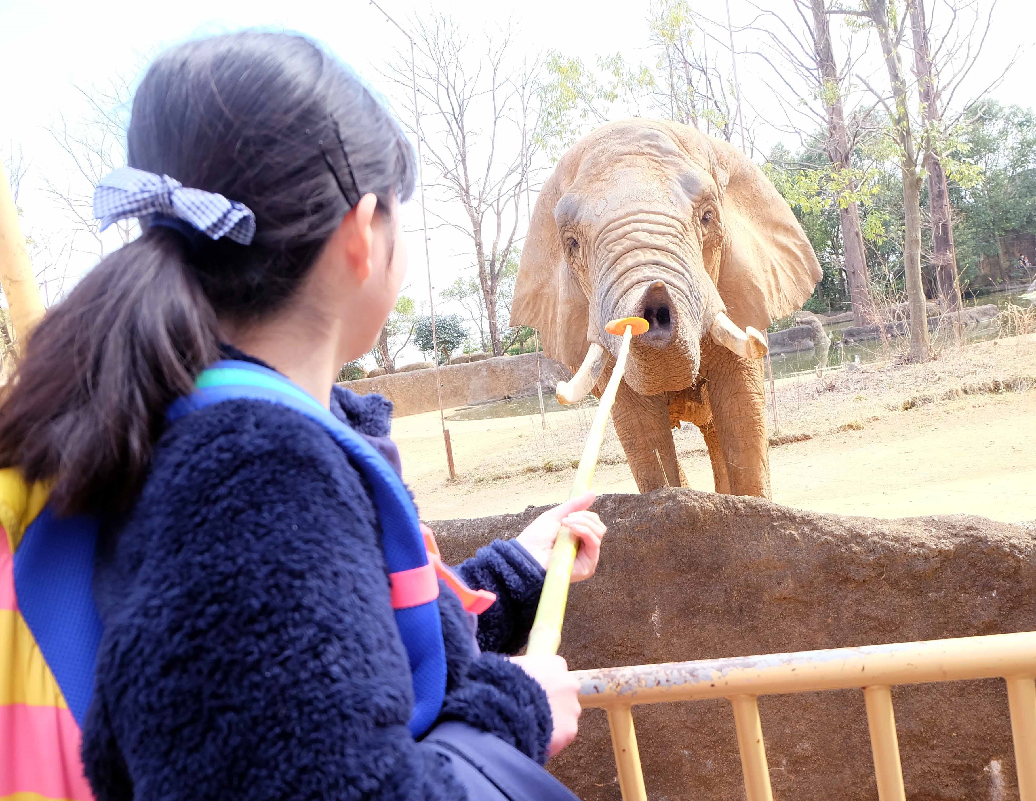 ゾウのえさやり-2