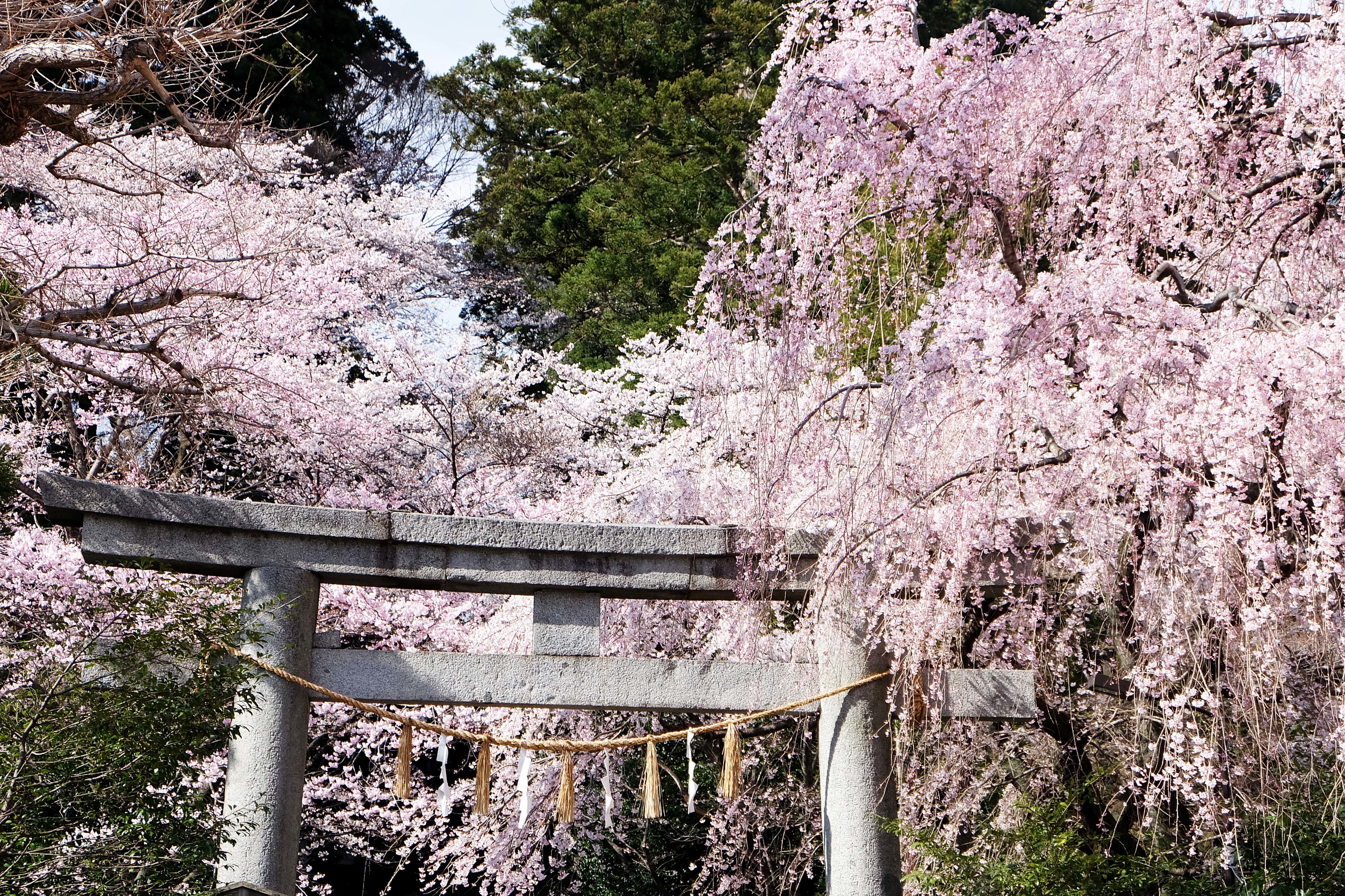 大崎八幡の桜