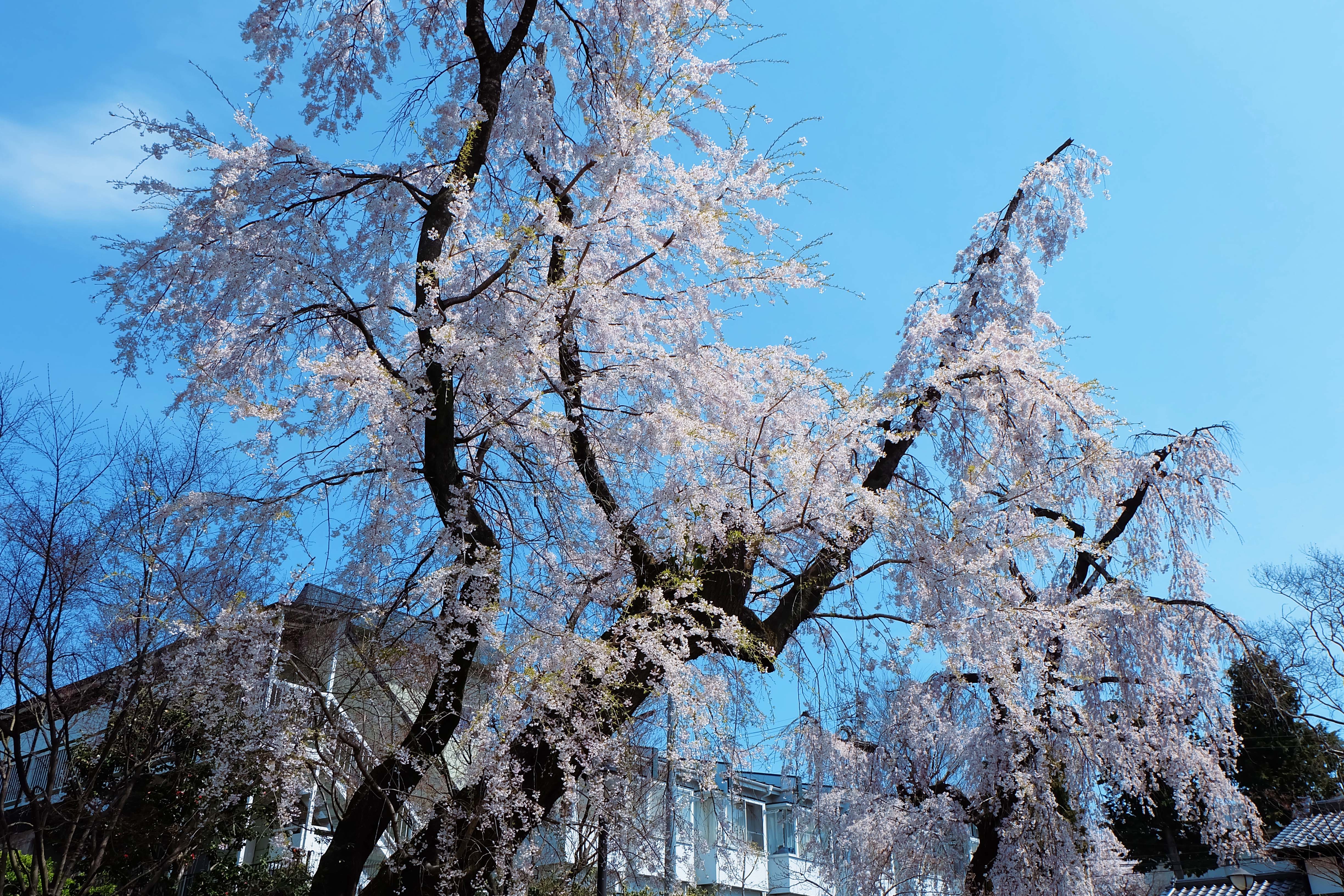 中島丁公園の桜