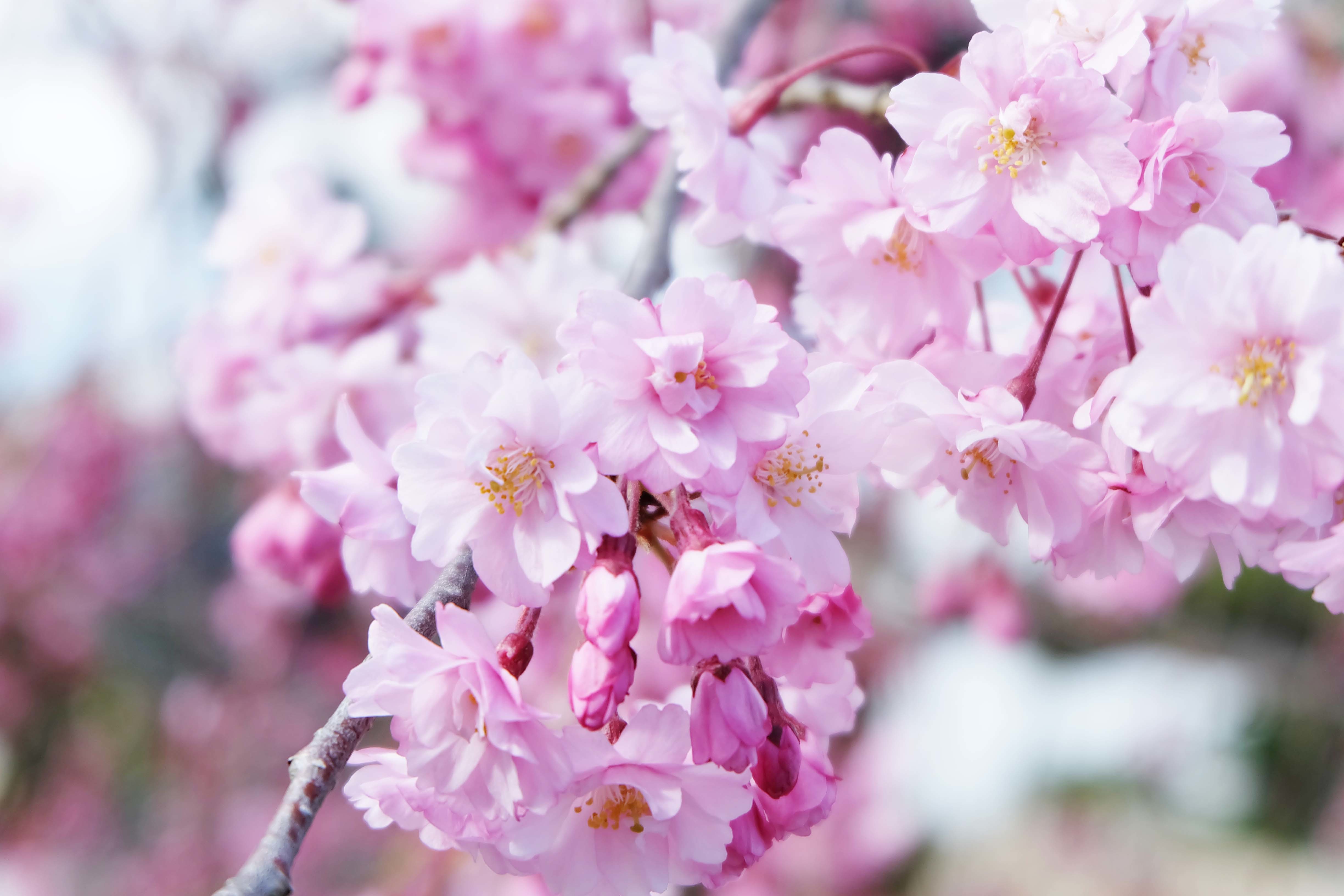 龍宝寺の紅枝垂れ